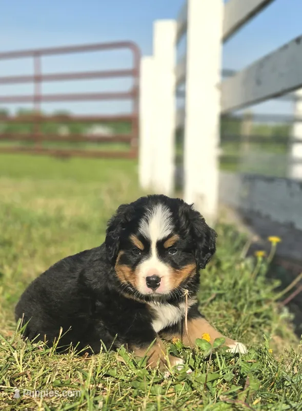Jude – Bernese Mountain Dog puppy for sale in Thorp, WI