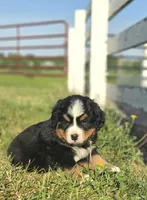 Jude, a male Bernese Mountain Dog for sale in Thorp, WI – 2 of 2