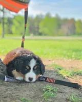 Jasper, a female Bernese Mountain Dog for sale in Thorp, WI – 3 of 3