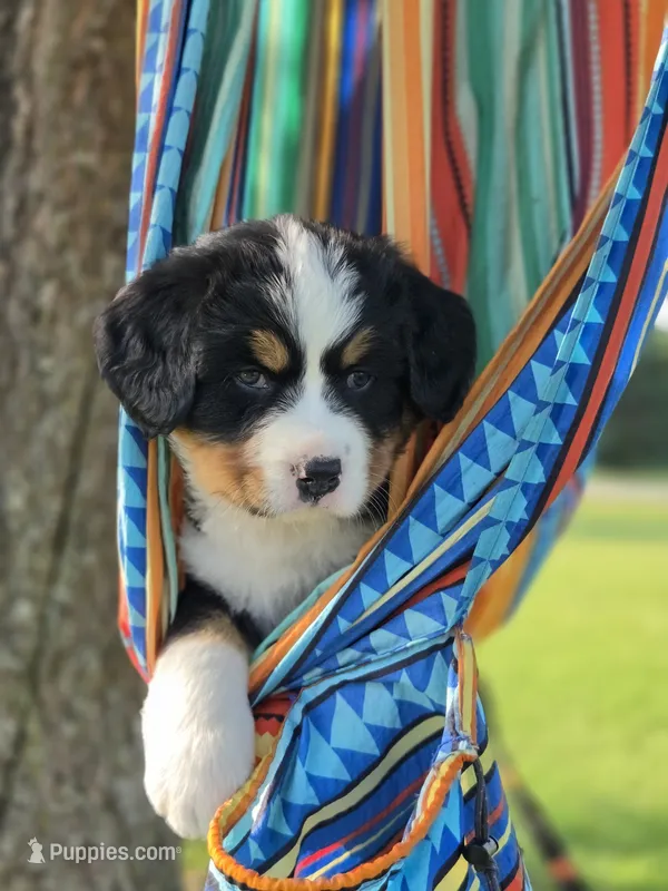 Asker – Bernese Mountain Dog puppy for sale in Thorp, WI