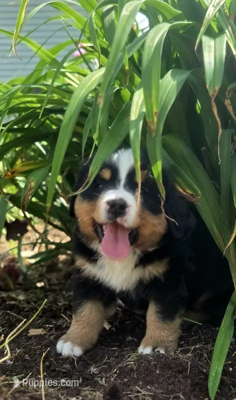 Izzy – Bernese Mountain Dog puppy for sale in Thorp, WI