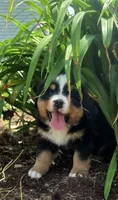 Izzy, a female Bernese Mountain Dog for sale in Thorp, WI – 2 of 5