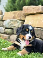 Simon, a male Bernese Mountain Dog for sale in Thorp, WI – 2 of 4