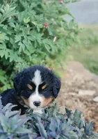 Rawley, a male Bernese Mountain Dog for sale in Thorp, WI – 1 of 3