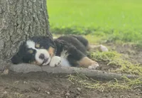 Belle, a female Bernese Mountain Dog for sale in Thorp, WI – 2 of 4