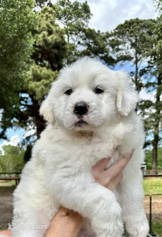 Sierra – Great Pyrenees puppy for sale in LaRue, TX