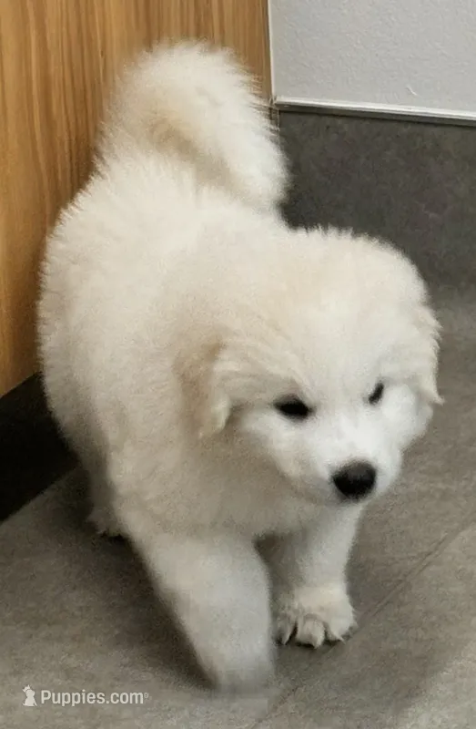Freya – Great Pyrenees puppy for sale in LaRue, TX