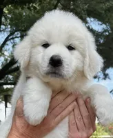 Grendel, a male Great Pyrenees for sale in LaRue, TX – 2 of 2