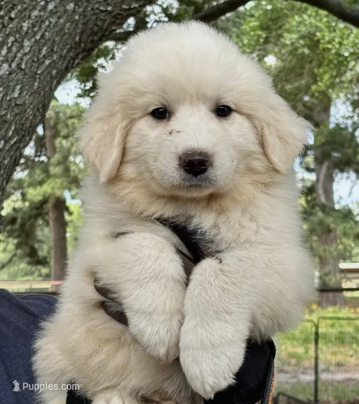 Ceasar – Great Pyrenees puppy for sale in LaRue, TX