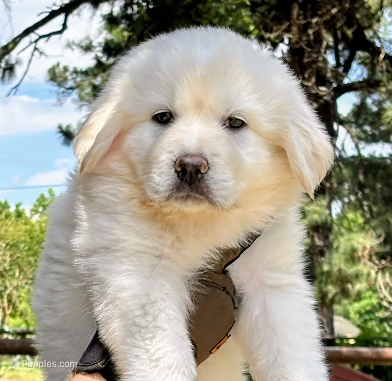 Daisy  – Great Pyrenees puppy for sale in LaRue, TX