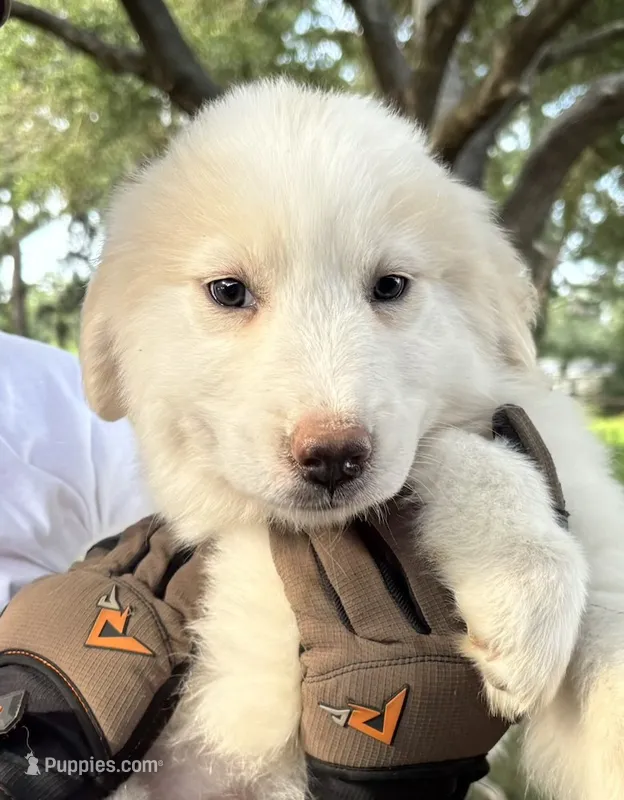 Freya – Great Pyrenees puppy for sale in LaRue, TX