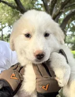 Freya, a female Great Pyrenees for sale in LaRue, TX – 1 of 1