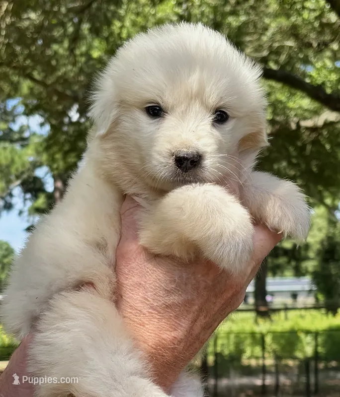 PeeWee – Great Pyrenees puppy for sale in LaRue, TX