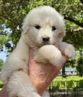 PeeWee, a female Great Pyrenees for sale in LaRue, TX – 1 of 1