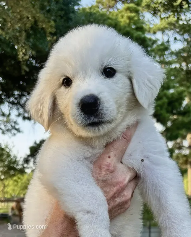 Simba – Great Pyrenees puppy for sale in LaRue, TX