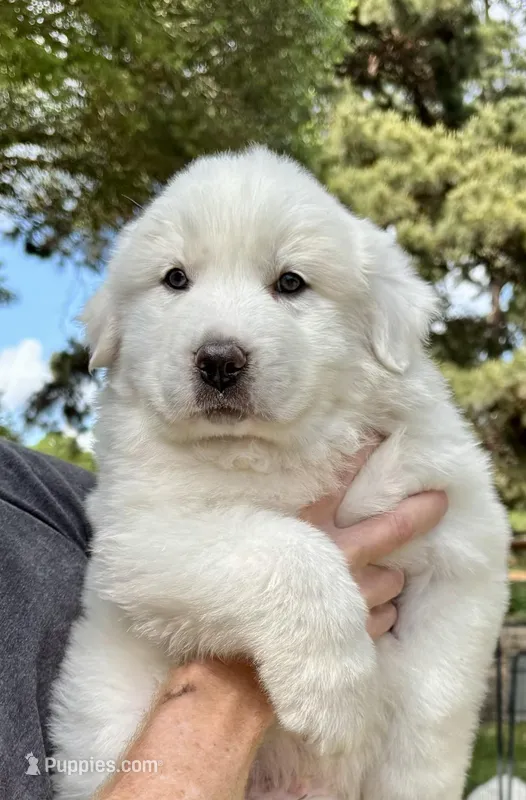 Yukon Jack – Great Pyrenees puppy for sale in LaRue, TX