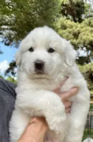 Yukon Jack, a male Great Pyrenees for sale in LaRue, TX – 1 of 1
