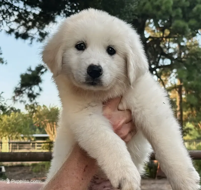 Blanca  – Great Pyrenees puppy for sale in LaRue, TX