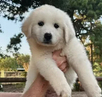 Blanca , a female Great Pyrenees for sale in LaRue, TX – 1 of 1
