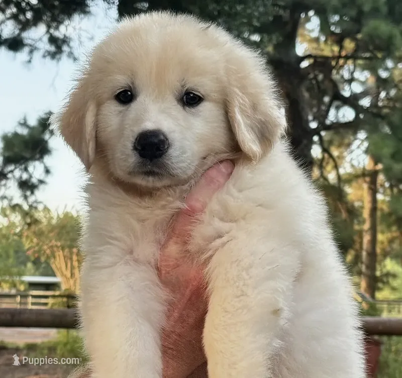 Blondie  – Great Pyrenees puppy for sale in LaRue, TX
