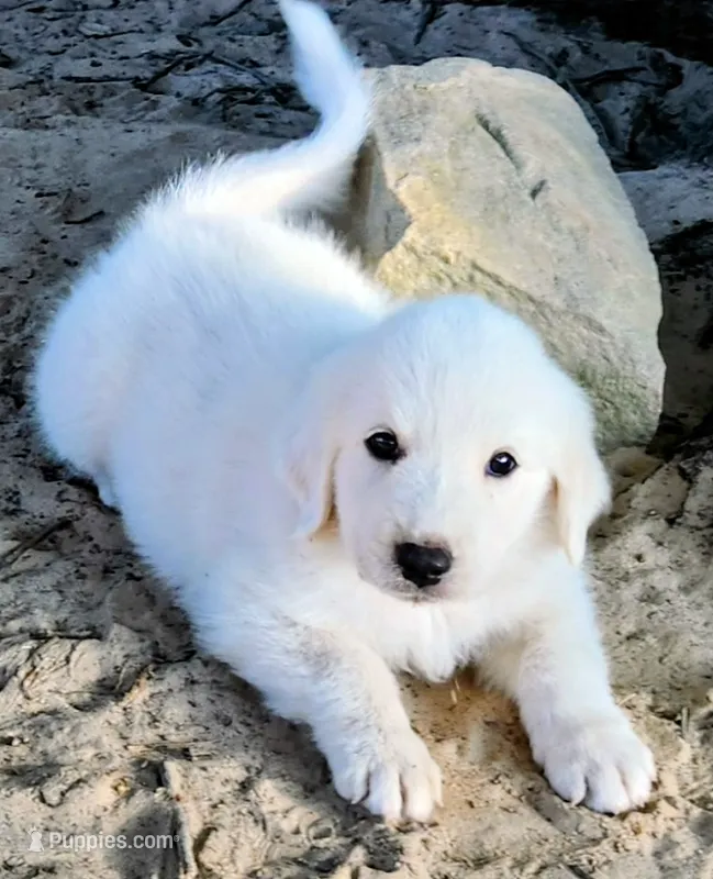 Tiger – Great Pyrenees puppy for sale in LaRue, TX