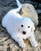 Tiger, a male Great Pyrenees for sale in LaRue, TX – 1 of 1