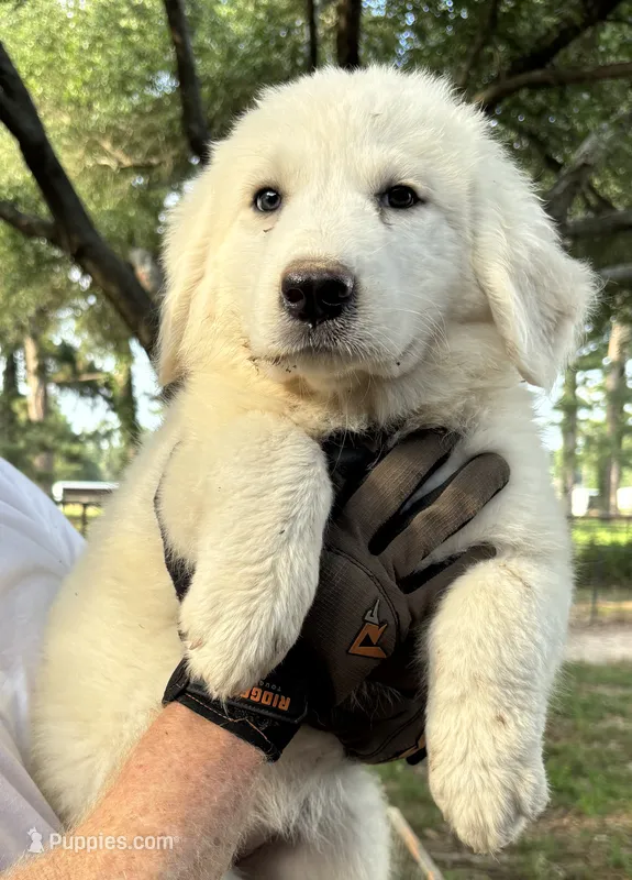 Hornet  – Great Pyrenees puppy for sale in LaRue, TX