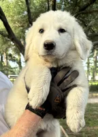 Hornet , a female Great Pyrenees for sale in LaRue, TX – 1 of 1
