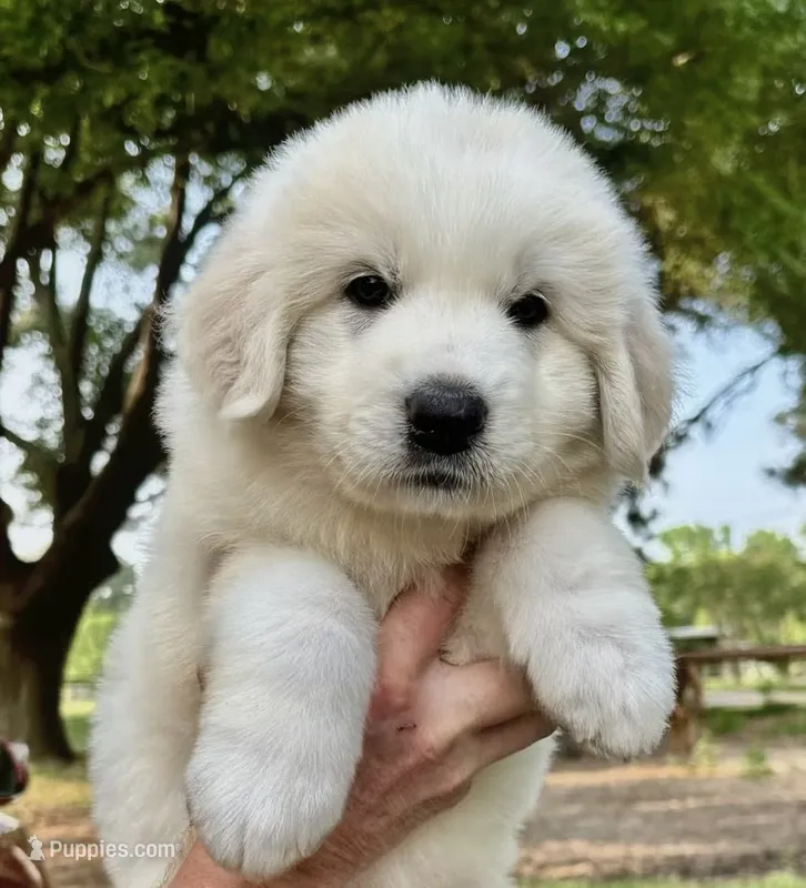 Gretchen  – Great Pyrenees puppy for sale in LaRue, TX