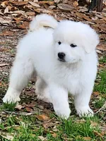 Snow White, a female Great Pyrenees for sale in LaRue, TX – 1 of 1