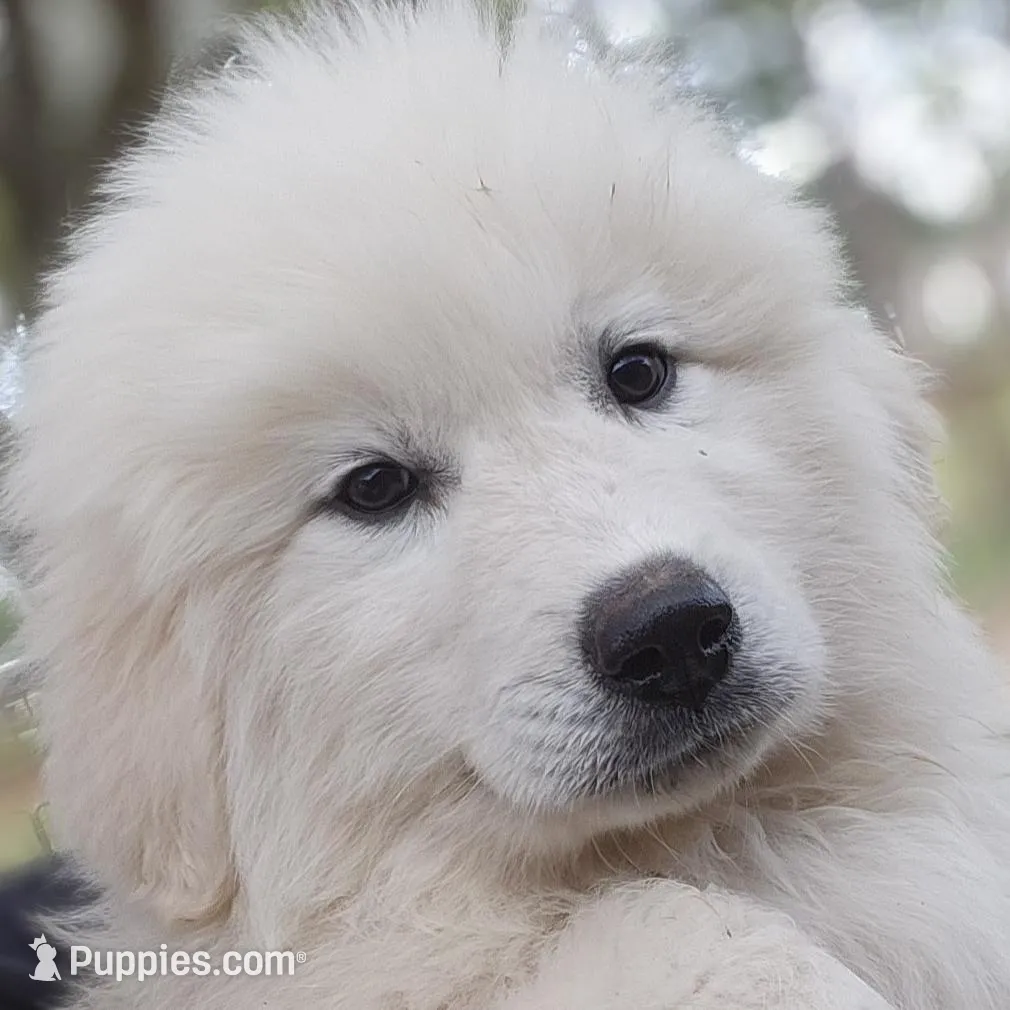 Nala – Great Pyrenees puppy for sale in LaRue, TX