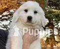 Nala, a female Great Pyrenees for sale in LaRue, TX – Photo 1 of 1