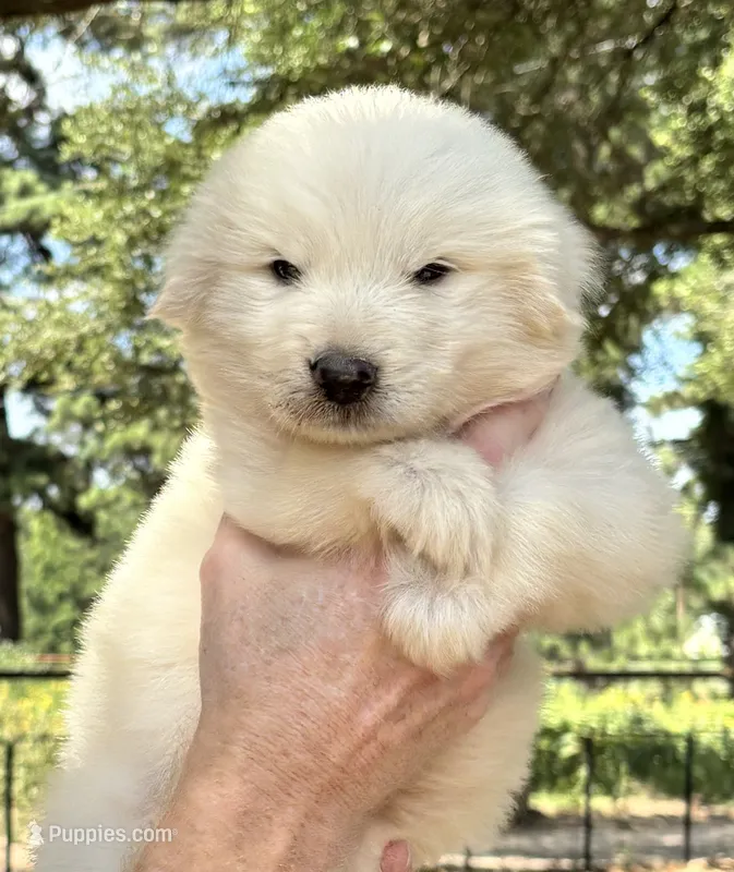 Hoss – Great Pyrenees puppy for sale in LaRue, TX