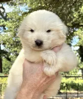 Hoss, a male Great Pyrenees for sale in LaRue, TX – 1 of 1