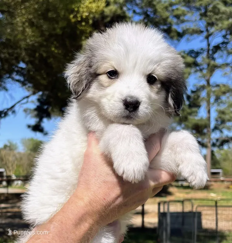 Dolly – Great Pyrenees puppy for sale in LaRue, TX