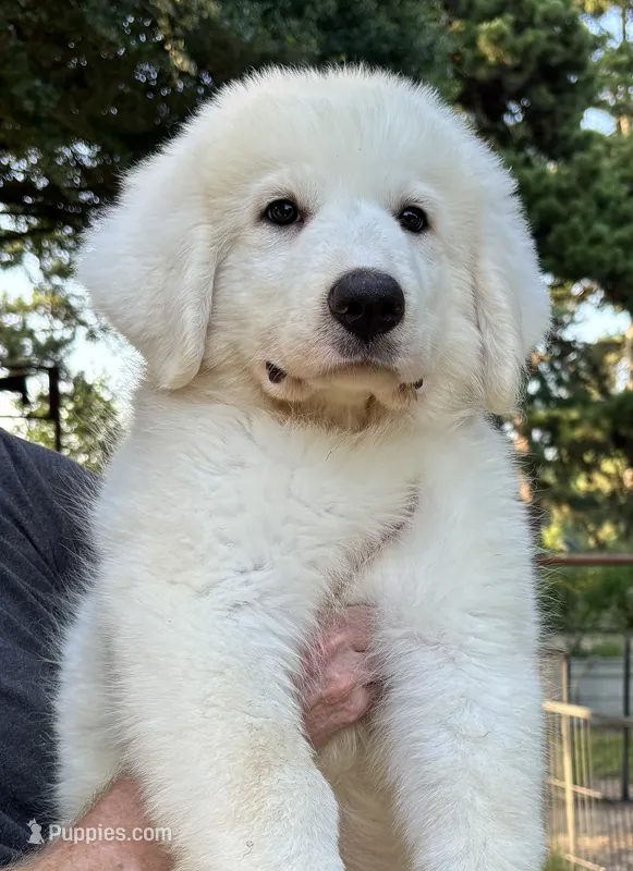 Ann – Great Pyrenees puppy for sale in LaRue, TX