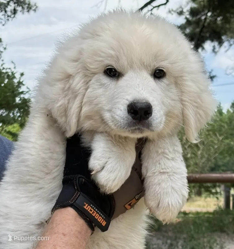 Jack  – Great Pyrenees puppy for sale in LaRue, TX