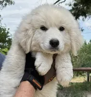 Titus, a male Great Pyrenees for sale in LaRue, TX – 1 of 1