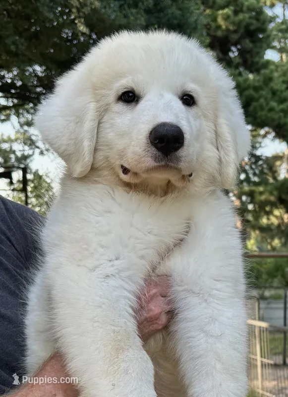 Hunter – Great Pyrenees puppy for sale in LaRue, TX