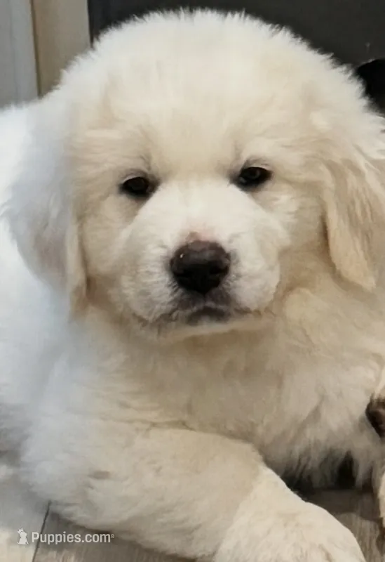 Lone Ranger – Great Pyrenees puppy for sale in LaRue, TX