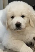 Lone Ranger, a male Great Pyrenees for sale in LaRue, TX – 1 of 1