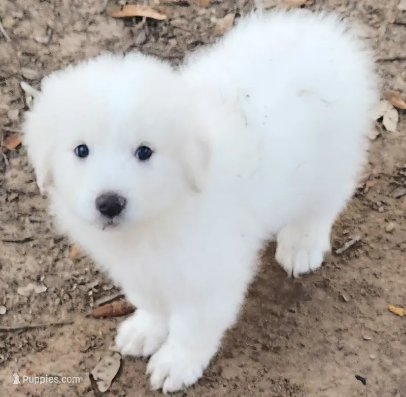 Simba – Great Pyrenees puppy for sale in LaRue, TX