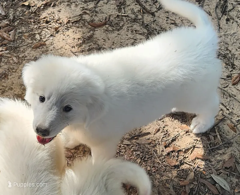 Tonto – Great Pyrenees puppy for sale in LaRue, TX