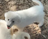 Tonto, a male Great Pyrenees for sale in LaRue, TX – 1 of 1