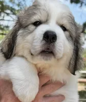Apache , a male Great Pyrenees for sale in LaRue, TX – 2 of 3