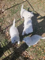 processed/bd5ee0c3-4046-4300-8cbc-b6e65440d2a2/listing/617299d8-c30c-42c4-984b-903f7dd819cc/ec6d6596-6b36-41c3-8adb-b23cf1695483