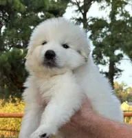 Zeus, a male Great Pyrenees for sale in LaRue, TX – 1 of 1