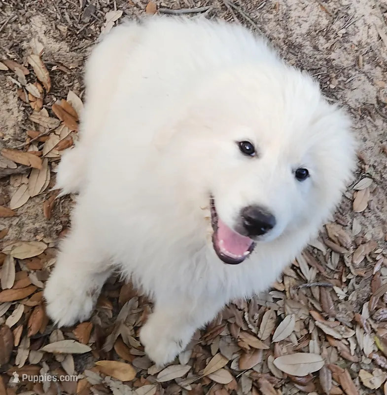 Snow White – Great Pyrenees puppy for sale in LaRue, TX