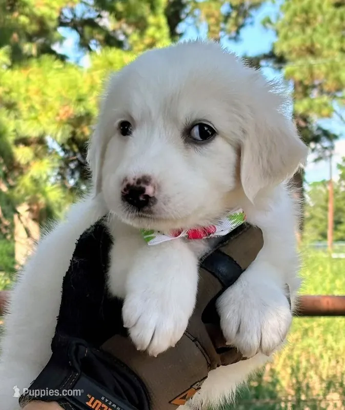 Sofia  – Great Pyrenees puppy for sale in LaRue, TX