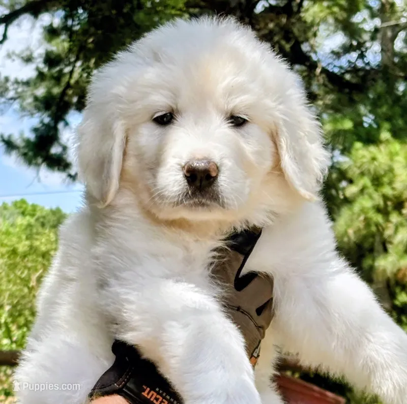 King  – Great Pyrenees puppy for sale in LaRue, TX